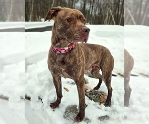 Foxy Brown - Female American Pit Bull Terrier-Plott Hound Mix Dog for Adoption - Photo #3