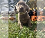 AKC Ready to Go - Female Labrador Retriever Puppy for Sale - Photo #4