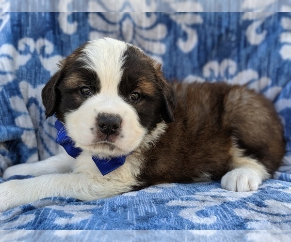 Medium Photo #4 Saint Bernard Puppy For Sale in LANCASTER, PA, USA