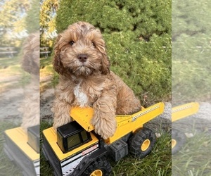Cockapoo Puppy for sale in MIDDLEBURY, IN, USA