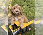 Image preview for Ad Listing. Nickname: Tucker
