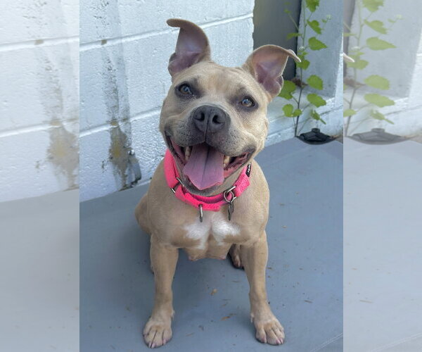 Medium Photo #2 Mutt Puppy For Sale in Rockaway, NJ, USA