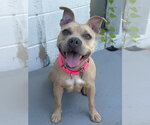 Small #1 Mutt