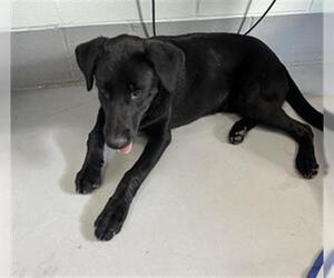 Labrador Retriever-Unknown Mix Dogs for adoption in Corpus Christi, TX, USA