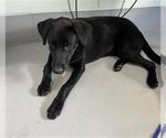 Small Labrador Retriever Mix