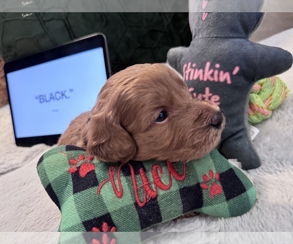 Medium Photo #8 Goldendoodle Puppy For Sale in HARTFORD, CT, USA