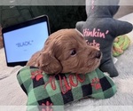 Small Photo #54 Goldendoodle Puppy For Sale in HARTFORD, CT, USA