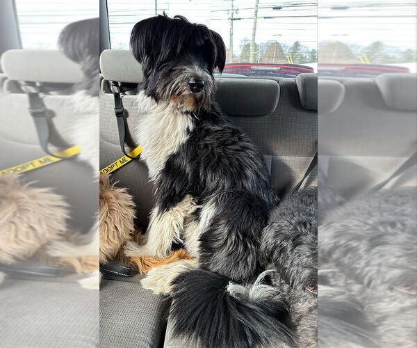 Medium Photo #1 Mutt Puppy For Sale in New York, NY, USA