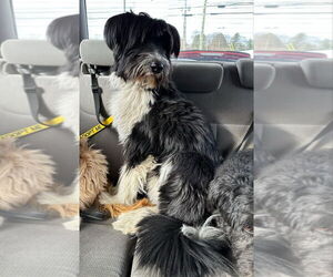 Mutt Dogs for adoption in New York, NY, USA