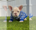 Small #1 French Bulldog