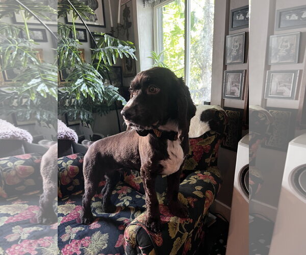 Medium Photo #1 Cocker Spaniel Puppy For Sale in MIDWAY, UT, USA
