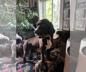 Cocker Spaniel Dogs for adoption in MIDWAY, UT, USA