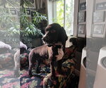 Small Cocker Spaniel