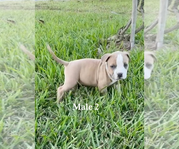 Medium Photo #8 American Pit Bull Terrier Puppy For Sale in NAPLES, FL, USA