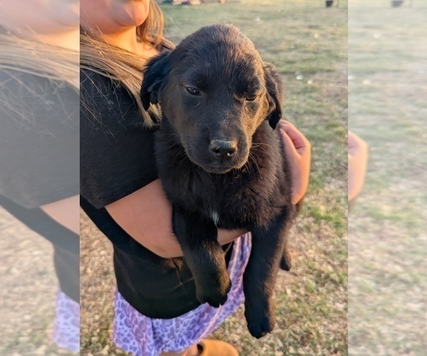Medium Photo #5 Golden Labrador Puppy For Sale in CAMERON, MO, USA