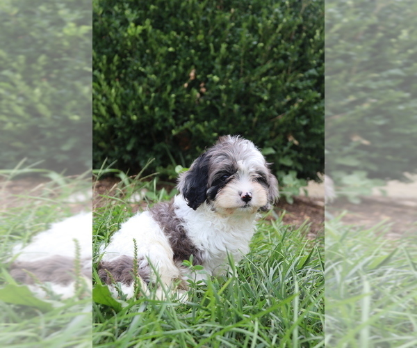 Medium Photo #3 Cavapoo Puppy For Sale in WEST SALEM, OH, USA