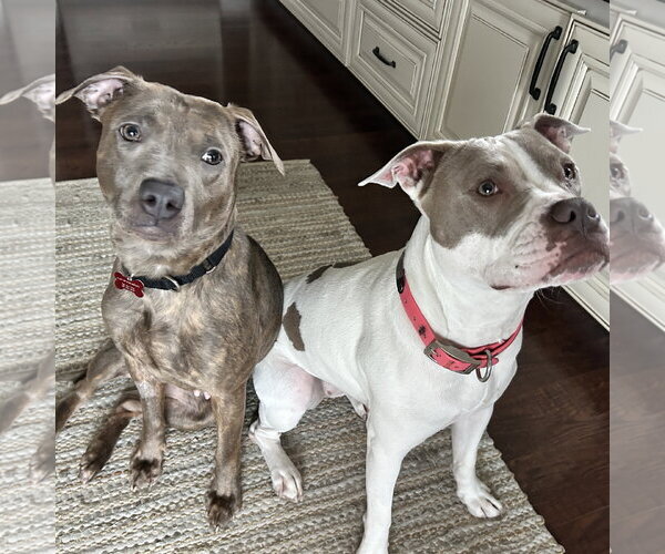 Medium Photo #5 Mutt Puppy For Sale in Fargo, ND, USA