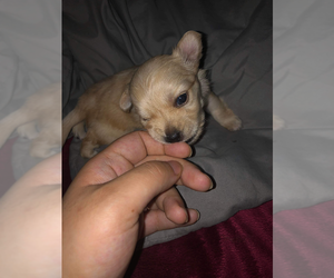 Chihuahua Puppy for sale in WEST SPRINGFIELD, MA, USA