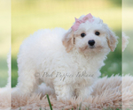 Small #3 Goldendoodle (Miniature)