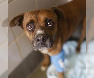 Boxer-Unknown Mix Dogs for adoption in San Antonio, TX, USA