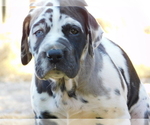 Small Photo #5 Great Dane Puppy For Sale in LEANDER, TX, USA