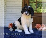 Small #3 Bernedoodle (Miniature)