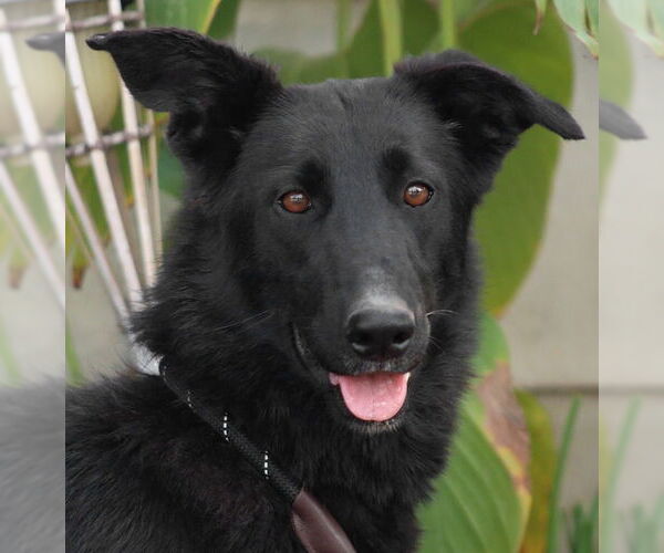 Medium Photo #2 Border Collie-Unknown Mix Puppy For Sale in Lake Forest, CA, USA