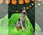 REMI - Female Labrador Retriever-Unknown Mix Dog for Adoption - Small photo