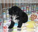 Small #6 Poodle (Toy)-Zuchon Mix