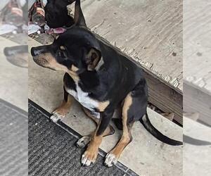 Chihuahua-Unknown Mix Dogs for adoption in San Antonio, TX, USA