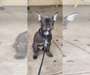 French Bulldog Puppy for sale in RIVERSIDE, CA, USA