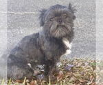 Small #2 Shih Tzu Mix