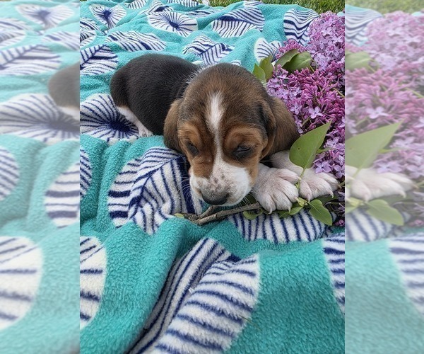Medium Photo #27 Basset Hound Puppy For Sale in GREENLEAF, WI, USA