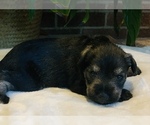 Small Photo #3 Schnauzer (Miniature) Puppy For Sale in SPRINGBORO, OH, USA