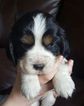 Small Photo #1 English Springer Spaniel Puppy For Sale in ANNVILLE, PA, USA