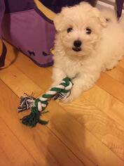 Maltese Puppy for sale in NEWPORT, DE, USA