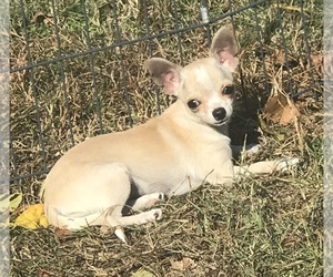 Chihuahua Puppy for sale in SHAWNEE, OK, USA