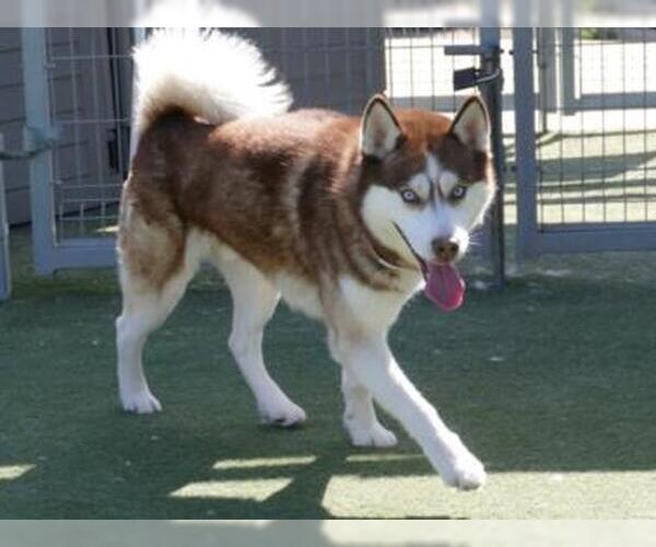 Medium Photo #3  Puppy For Sale in , 