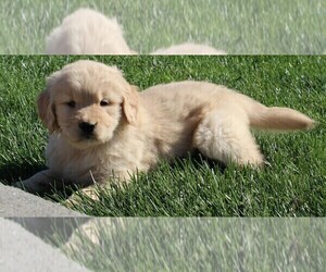 Golden Retriever Puppy for sale in FREDERICKSBURG, OH, USA