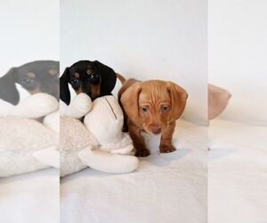 Dachshund Dog for Adoption in SAN DIEGO, California USA