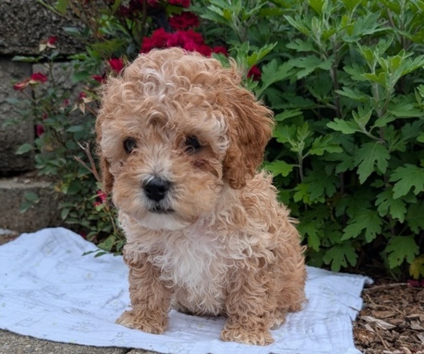 Medium Photo #9 Cock-A-Poo Puppy For Sale in GOSHEN, IN, USA