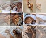Small Photo #1 Cavapoo (Miniature) Puppy For Sale in SAINT FRANCIS, MN, USA