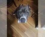 Small #6 American Pit Bull Terrier Mix