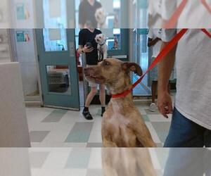 Mutt Dogs for adoption in Oklahoma City, OK, USA