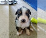 Small Photo #6 Australian Shepherd Puppy For Sale in OAK GROVE, MO, USA