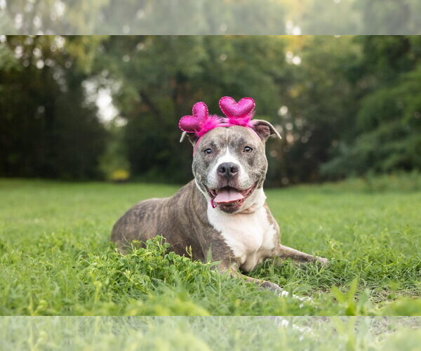 Medium Photo #1 American Pit Bull Terrier-Unknown Mix Puppy For Sale in Spring Lake, NC, USA