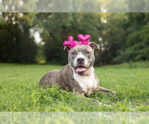 American Pit Bull Terrier-Unknown Mix Dogs for adoption in Spring Lake, NC, USA