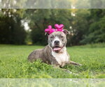 Small American Pit Bull Terrier Mix