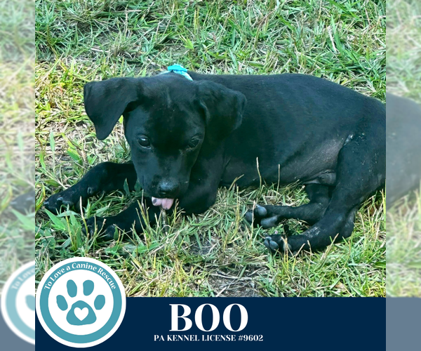 Medium Photo #7 Labrador Retriever-Unknown Mix Puppy For Sale in Kimberton, PA, USA