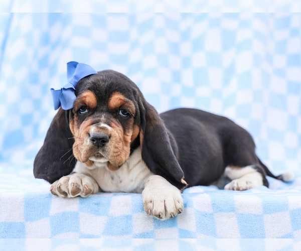 Medium Photo #1 Basset Hound Puppy For Sale in LIBERTY, KY, USA